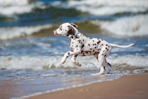 Dalmatiner läuft ins Meer