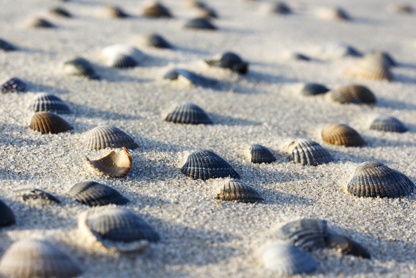 Nordsee Muscheln